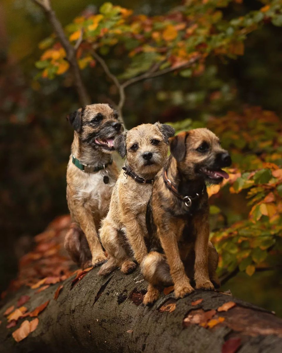 Un trio de teigneux 😂

#ChienDeChasse #ChienDeVie #VieDeChienDeChasse #ChassePartage #Chasse #Passion