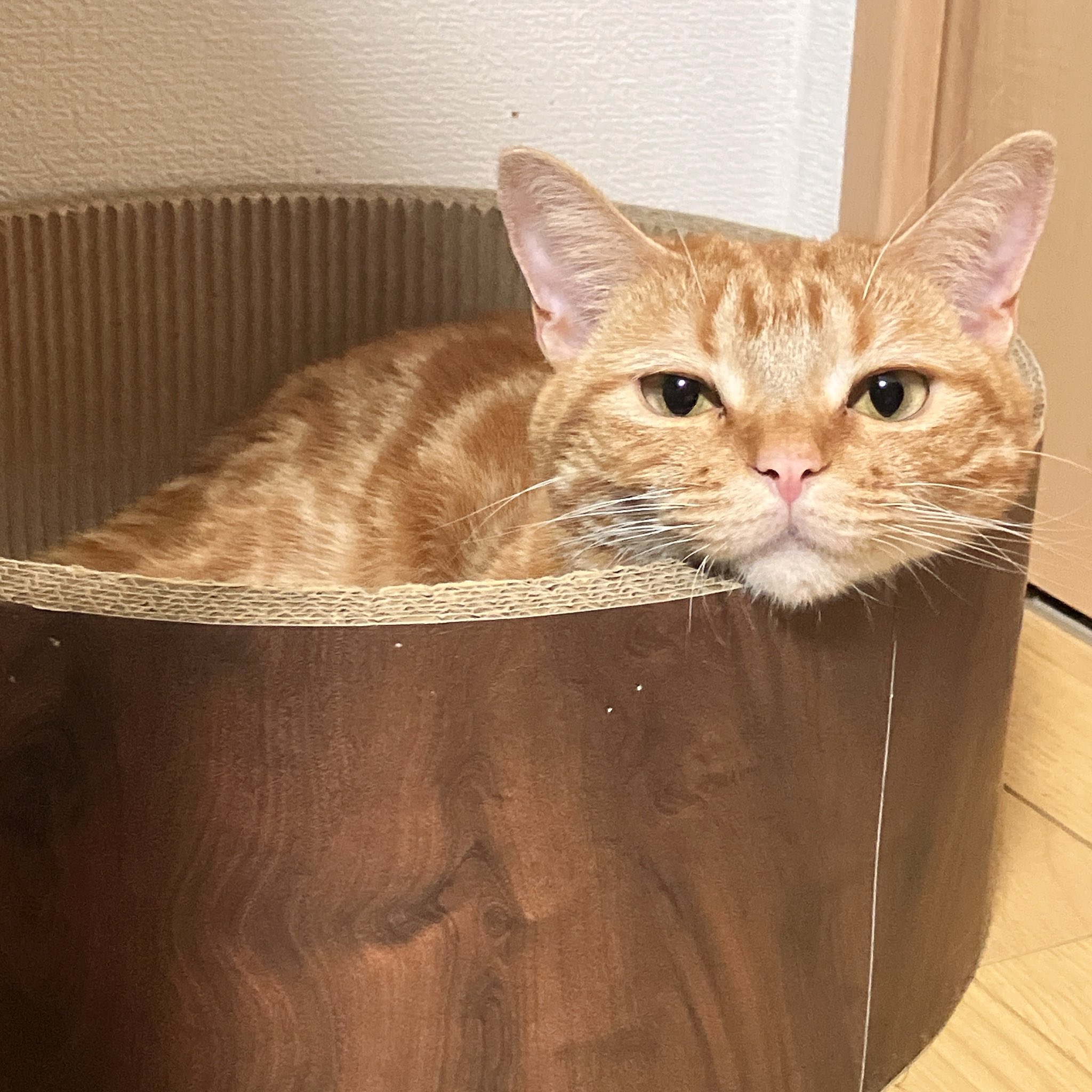 猫はなさん 🙆🏻‍♀️まʓ♡はな🐾ねこ on X: 