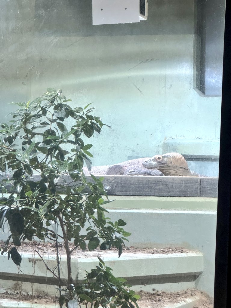 hacci_kahhjr38's tweet image. オフ会In東山動植物園
世界最強のトカゲ
えんがわさんがコドモオオトカゲって言ってた✨確かに言っちゃいそう…。
#東山動植物園
#世界最強
#コモドドラゴン
#コモドオオトカゲ