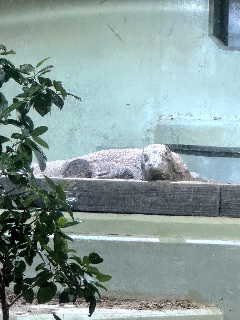 hacci_kahhjr38's tweet image. オフ会In東山動植物園
世界最強のトカゲ
えんがわさんがコドモオオトカゲって言ってた✨確かに言っちゃいそう…。
#東山動植物園
#世界最強
#コモドドラゴン
#コモドオオトカゲ