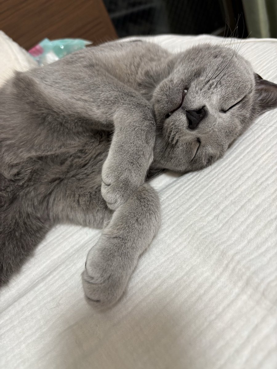 てんてん( ・ω・ ) (@tenten_0519) / Posts / X