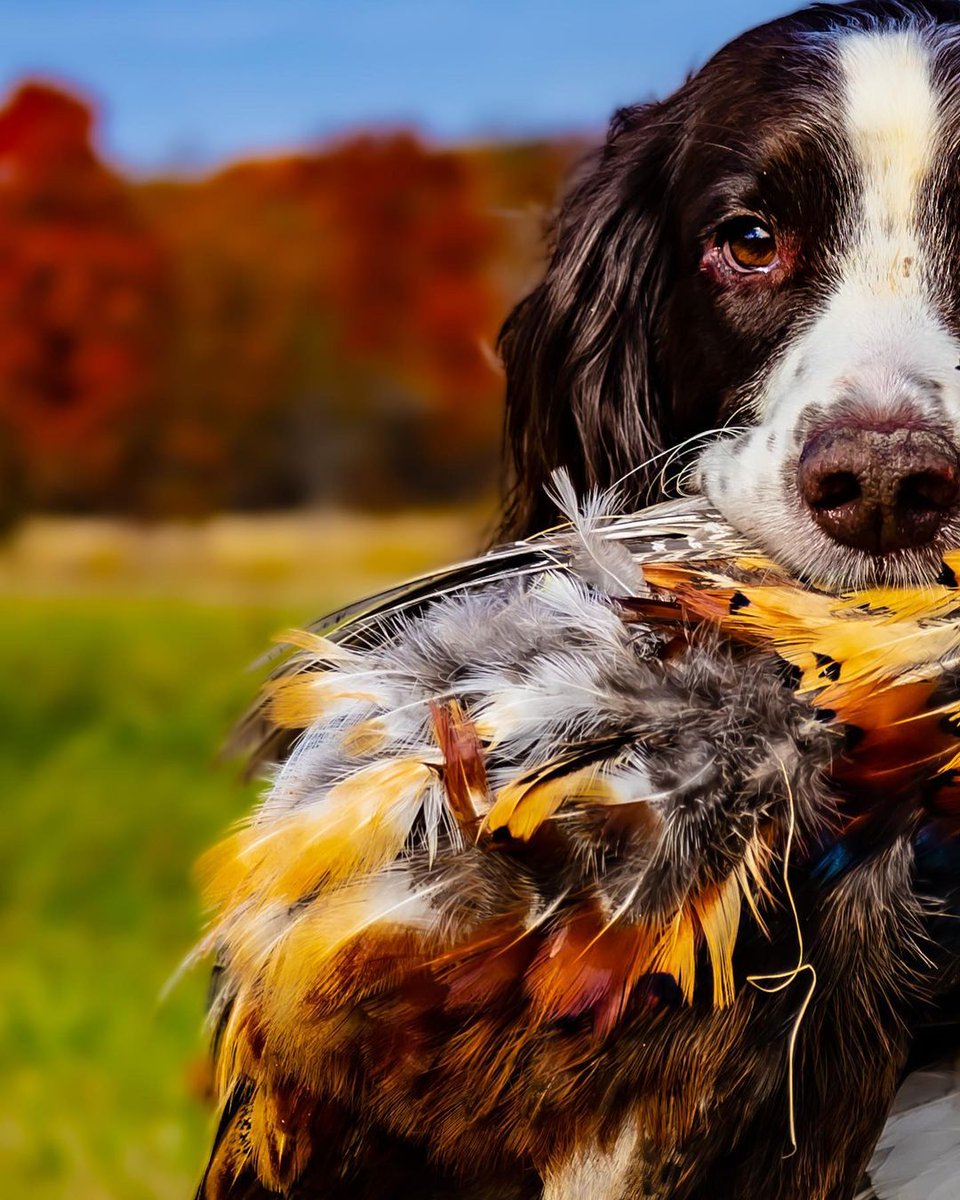 Couleur d'automne ... 🍁🍂

#ChienDeChasse #ChienDeVie #VieDeChienDeChasse #ChassePartage #Chasse #Passion