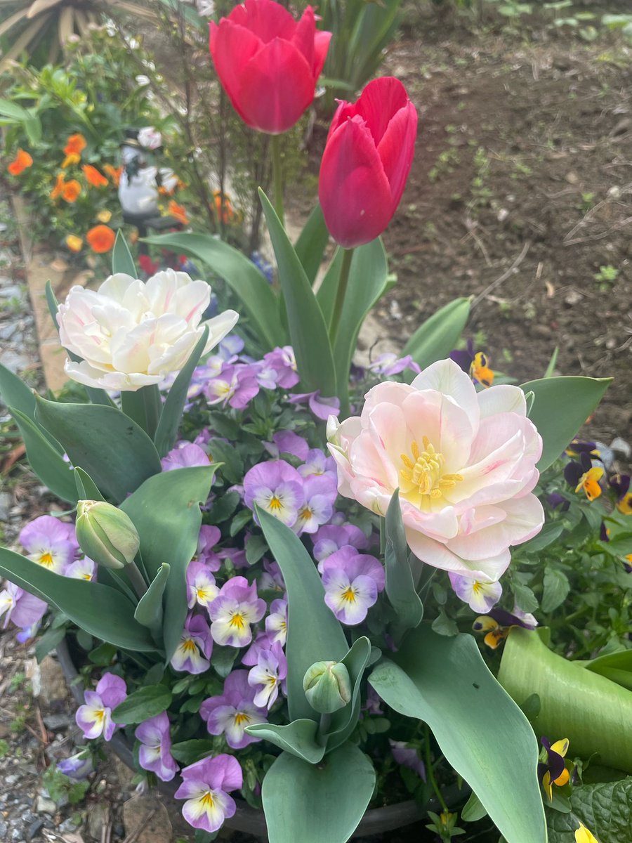 チューリップ様•*¨*•.¸♬︎ 大塚 愛 / CHU-LIP - YouTube