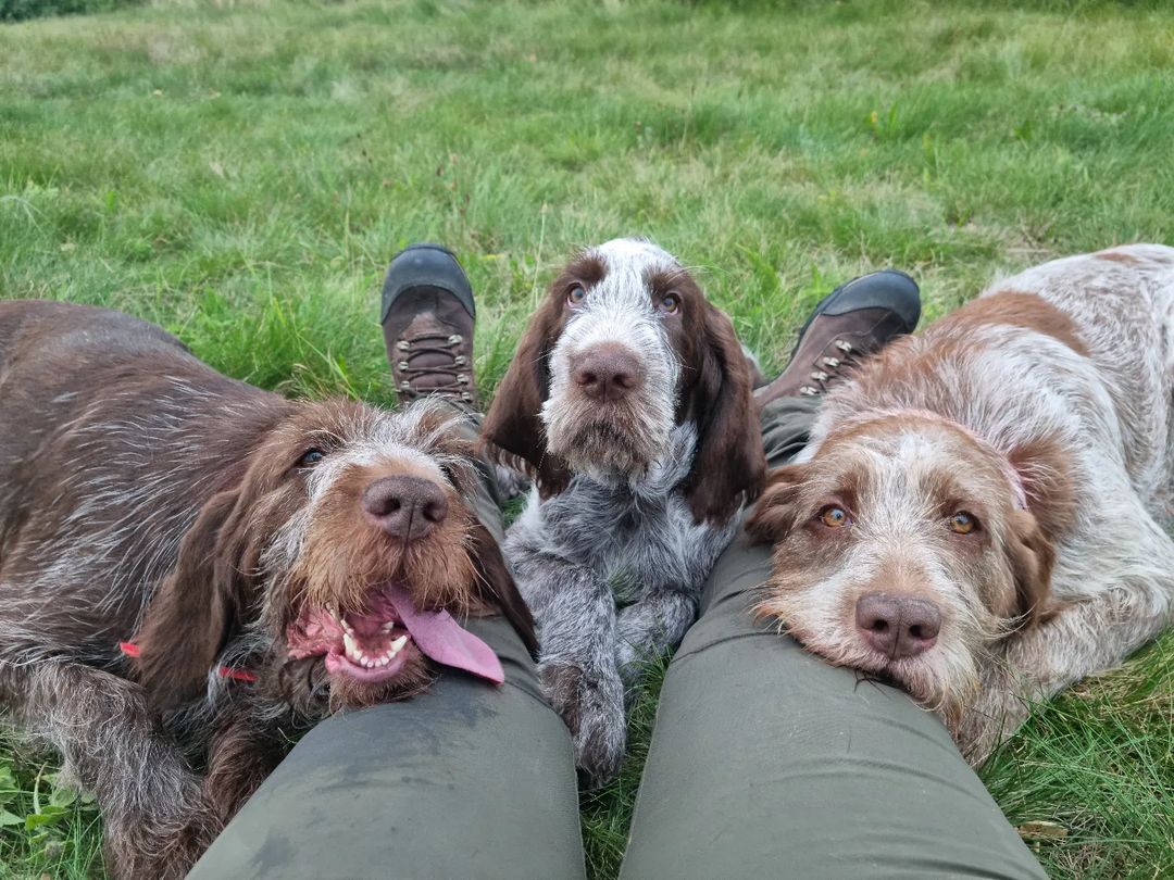 Bon week-end les amoureux des chiens !!

#ChienDeChasse #ChienDeVie #VieDeChienDeChasse #ChassePartage #Chasse #Passion