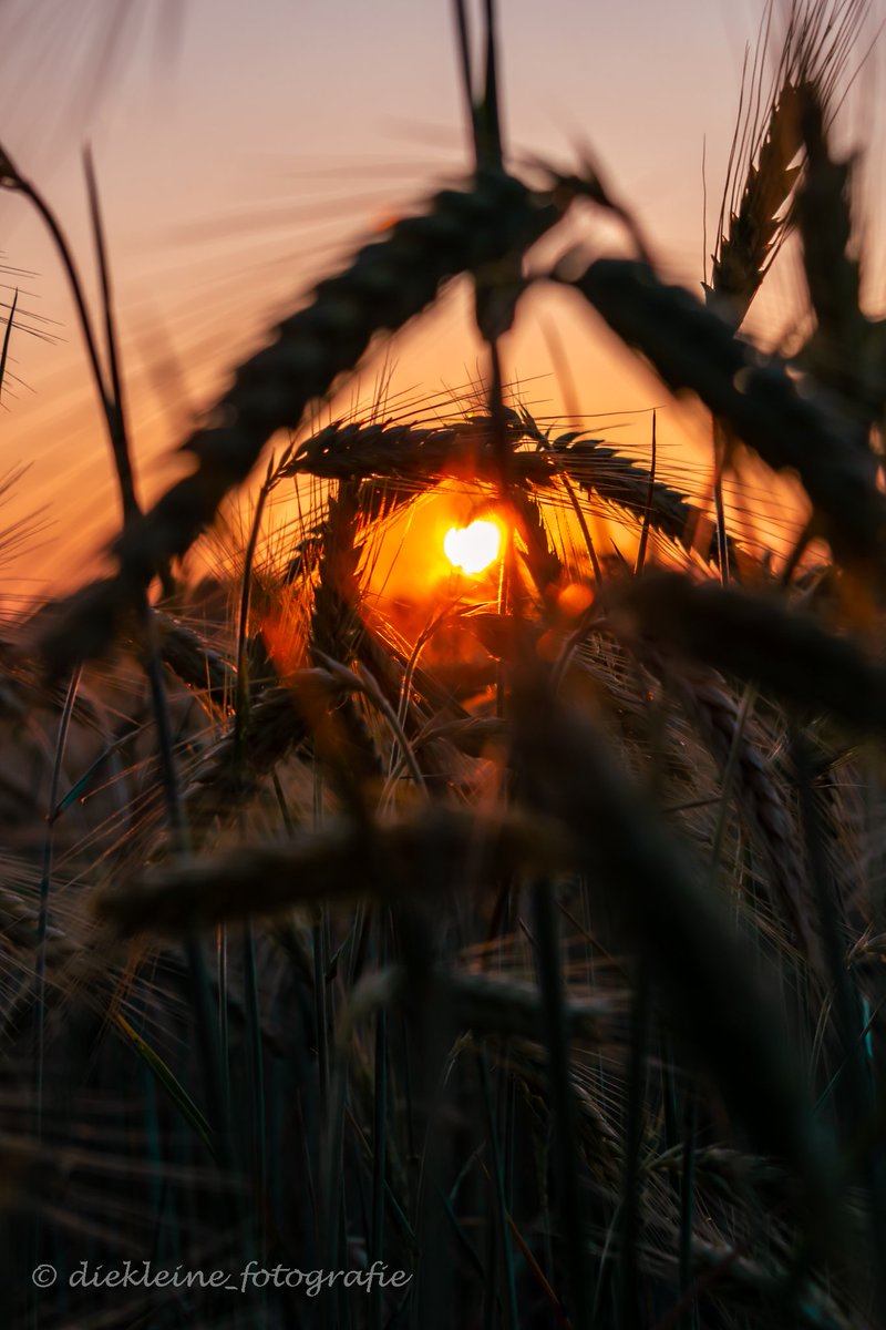 KleinOho tweet media