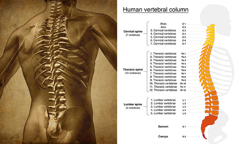 GARETHOSTEOPATH's tweet image. YOUR SPINE MATTERS 🩻

Every function of your body relies on your spine to work at its optimum.

Take care of yours.

With #HealthAndSafety responsibility, take care your Business&apos; employees&apos;.

#OsteopathicSolutions 

👩‍💻#ManualHandling Products &amp;amp; Services

lnkd.in/gY7xkBR