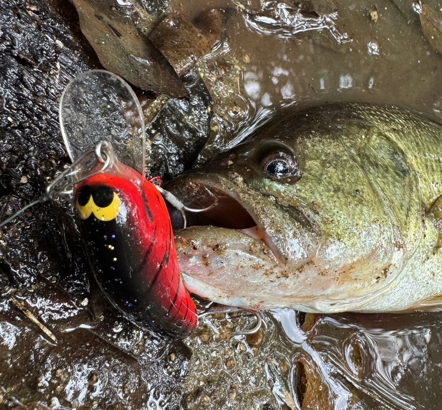 ルアー・フライ FD custom baits Amazon.co.jp: FD custom baits × skillful クランクベイト