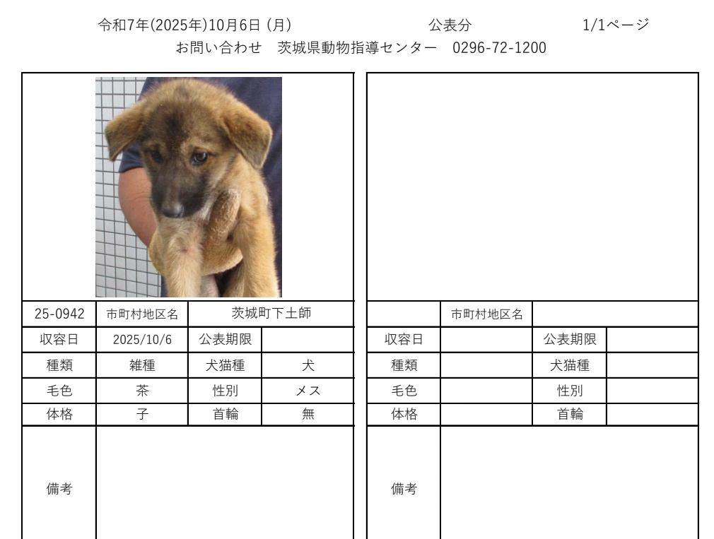 10月6日現在
茨城動物指導センターに保護されている、徘徊迷い犬 子犬です。
心当たりのある方は、茨城県動物指導センターへ至急お電話お願い致します。

茨城県動物指導センター
(受付時間　平日　8:30~17:15)
0296-72-1200
#迷い犬猫
#犬乃かりん
#猫
#茨城県迷子犬
#茨城県迷子猫