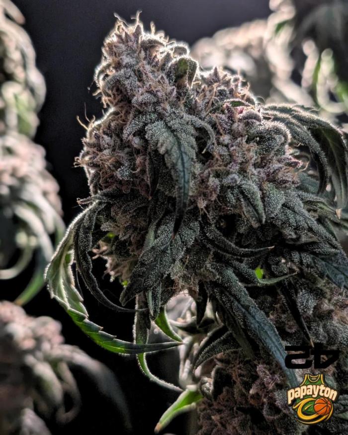 📸 Papayton Adventures

Bred by <a href="/Fast_Buds/">Fast Buds</a> 

As usual, it’s great to see more amazing work from <a href="/fatnastyz_Budz/">Fatnastyz Budz</a>  — always top-tier shots and flawless grows 🔥