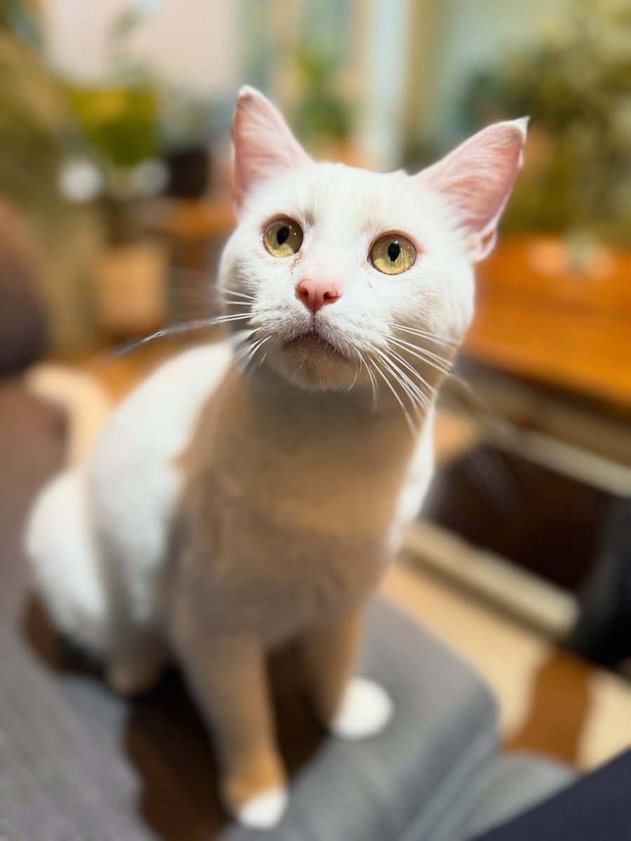 Spent the weekend looking after Barry White, and this cat knows how to charm! With a name like that, he’s definitely living up to his reputation.