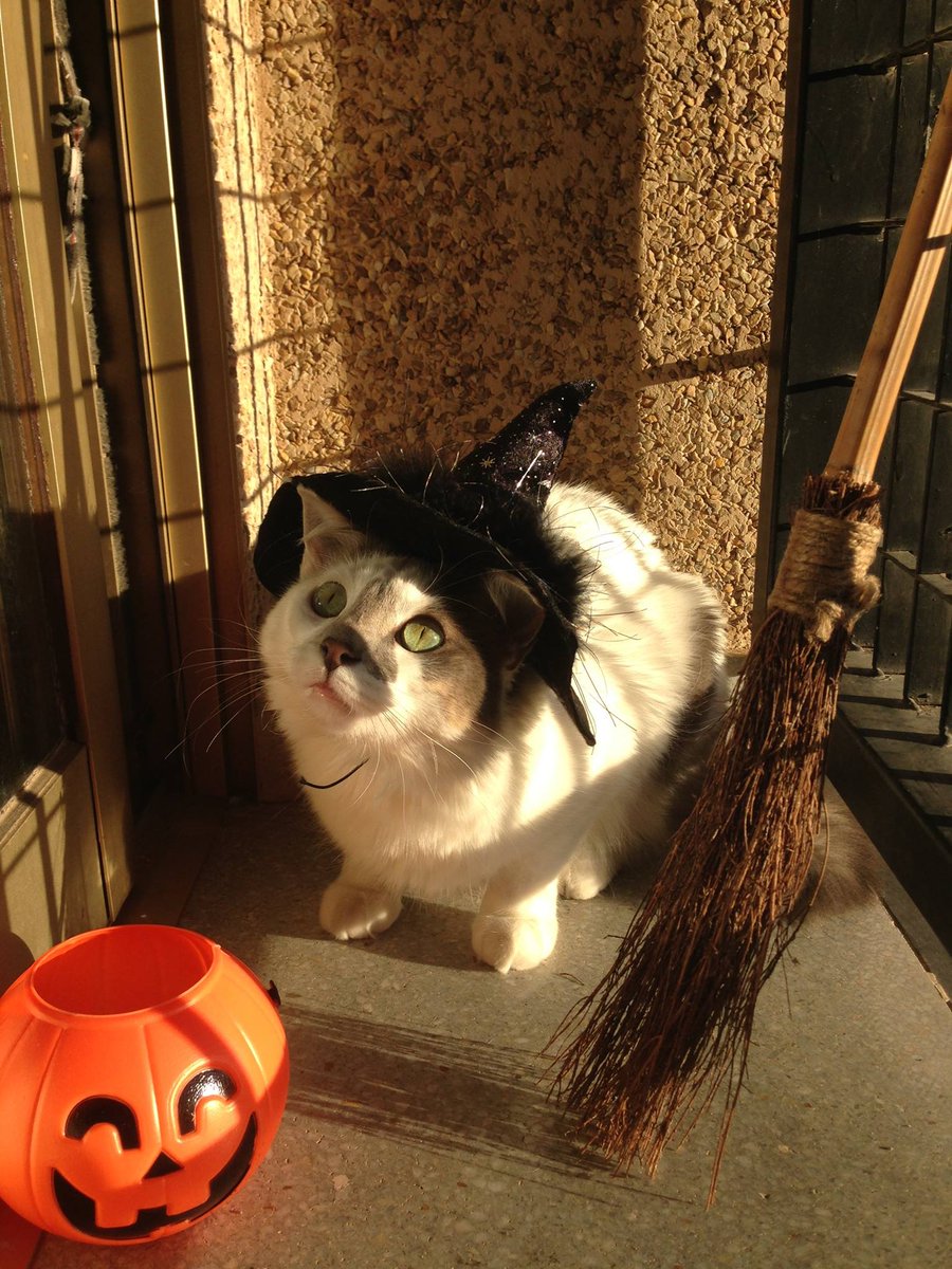 Valhalla Cats - Stars in the Trash OUT NOW! ✨🗑️🐈 (@valhallacats) on Twitter photo This month I’ll be posting photos of Tika’s costumes on her Discord channel. You definitely don’t want to miss it! 👇 This month I’ll be posting photos of Tika’s costumes on her Discord channel. You definitely don’t want to miss it! 👇