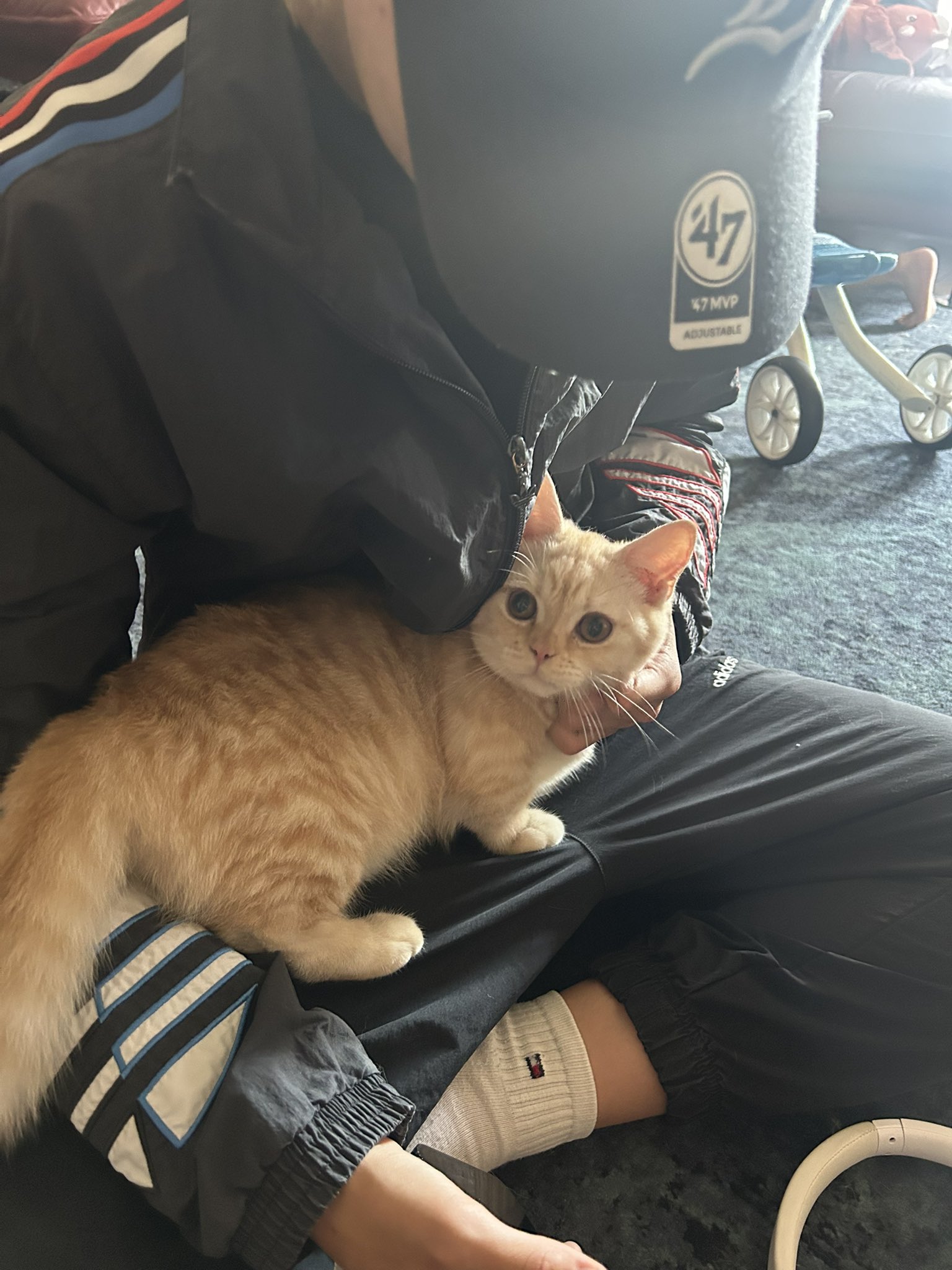 一閑張り（猫） Amazon | REIBII キャットタワー 木製 スリム 突っ張り 猫タワー