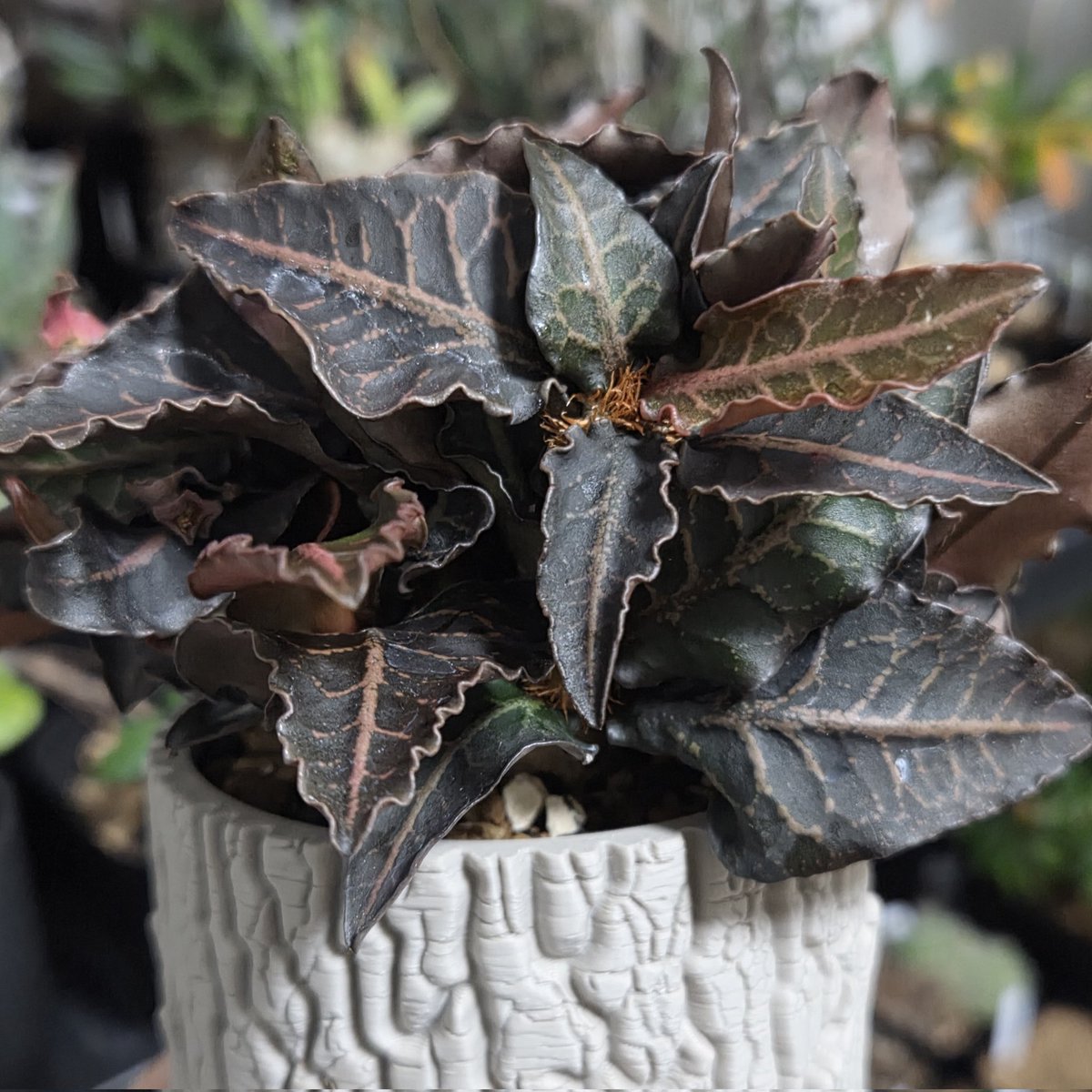 kuroshiba_gr's tweet photo. Euphorbia francoisii
ユーフォルビア・フランコイシー
ようやく植え替えしました。
塊根部も立派になってきて、良い感じです。
ゆるぷさん @yuru_pu から譲っていただいたフランコイシーでA1で管理しています。
#SSN鉢 #SSN23 https://t.co/03h9Wr3AjF