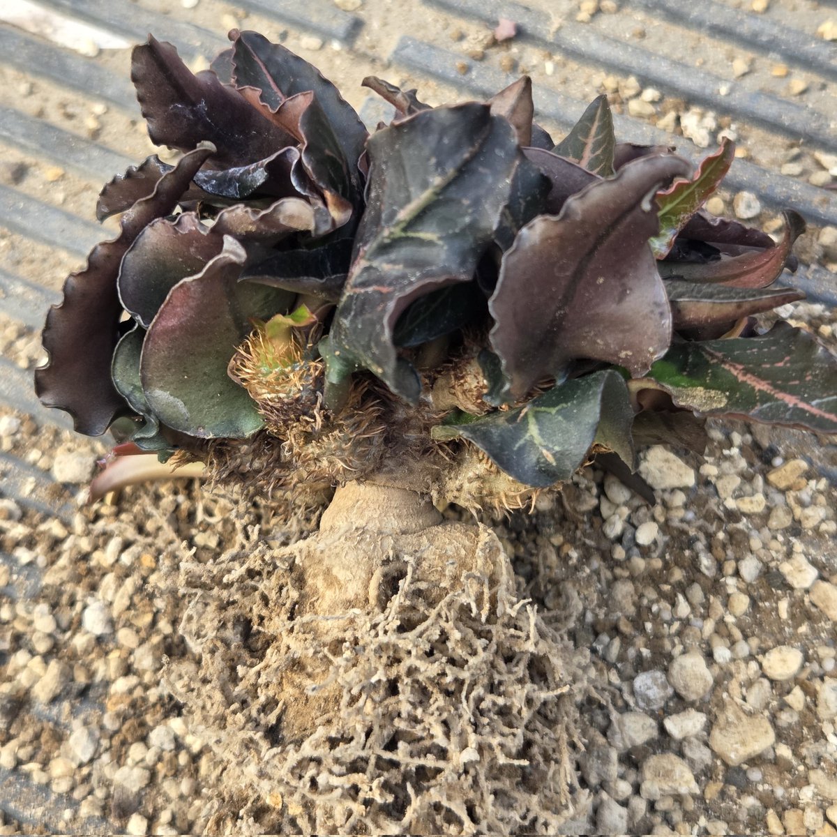 kuroshiba_gr's tweet photo. Euphorbia francoisii
ユーフォルビア・フランコイシー
ようやく植え替えしました。
塊根部も立派になってきて、良い感じです。
ゆるぷさん @yuru_pu から譲っていただいたフランコイシーでA1で管理しています。
#SSN鉢 #SSN23 https://t.co/03h9Wr3AjF
