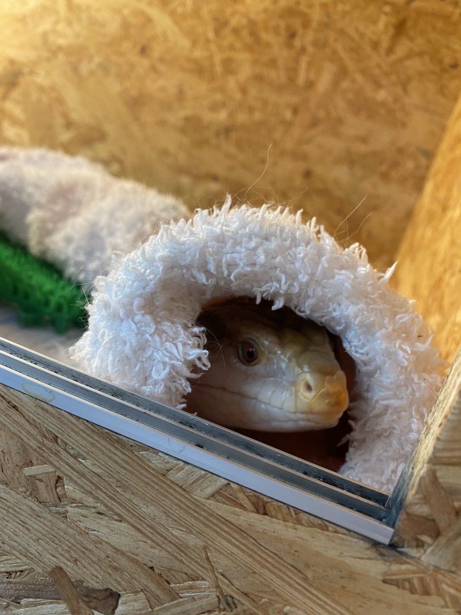 バッハ！！

飼い主の癒しでしかない。