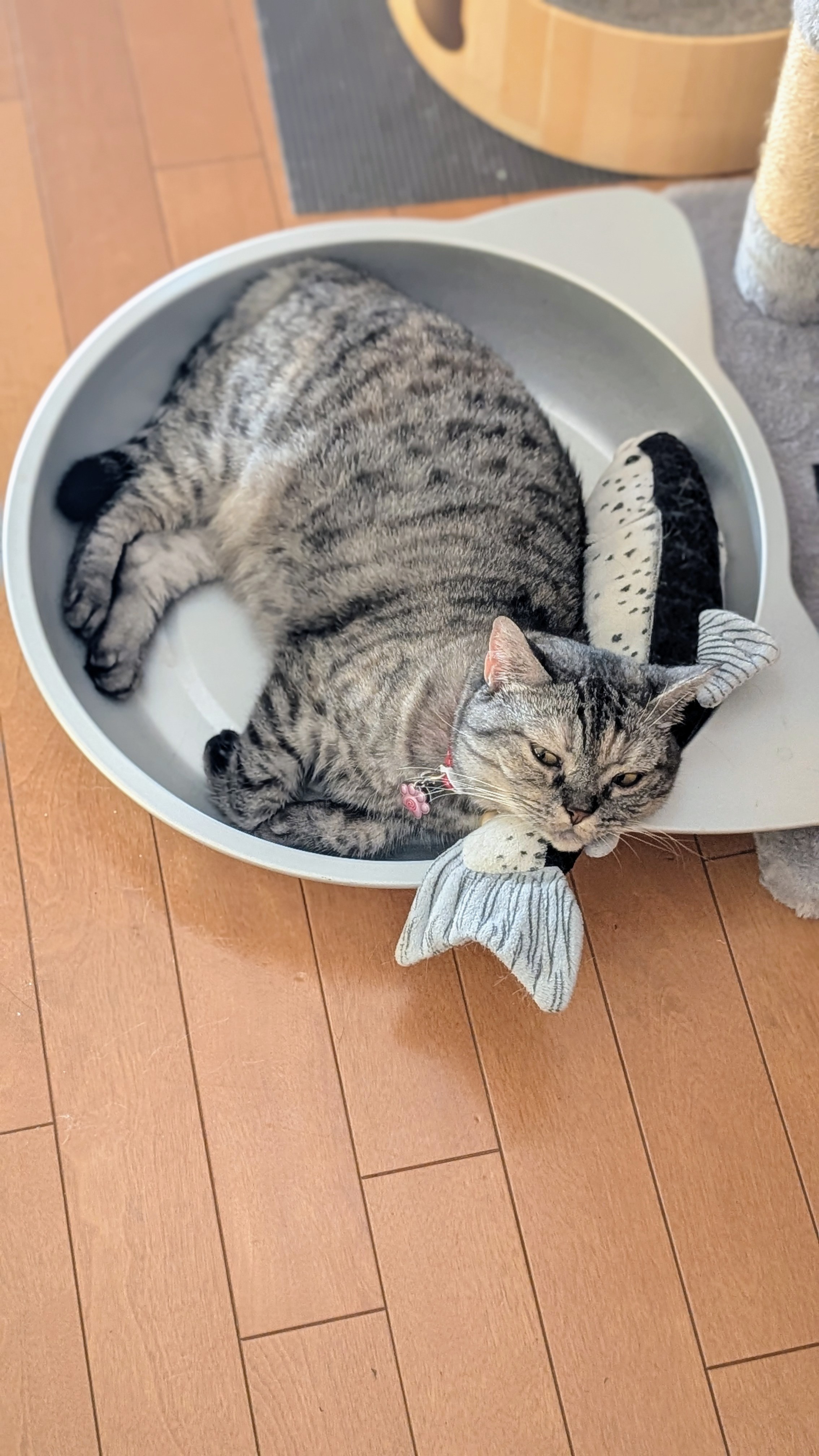 YU。猫　　プロフ確認願 猫のアトリエ プロフ確認お願いします様 リクエスト 8点 まとめ商品