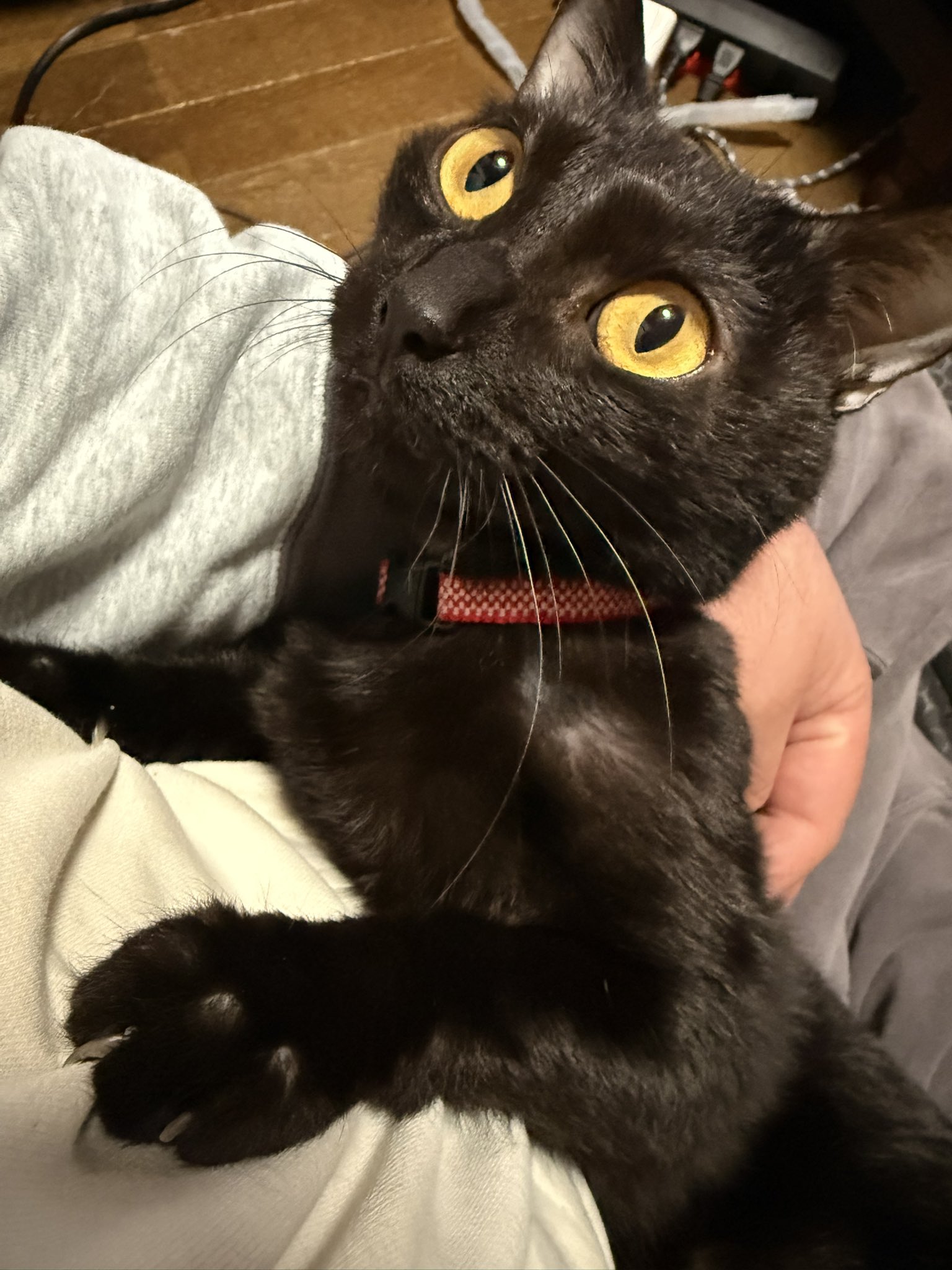 くましゐ🎪🍬 on X: 