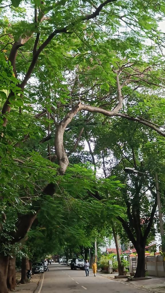 Bingo_mk's tweet image. #TreeTime #TreeClub
#TreeFriends
Twisted tree trunk  !