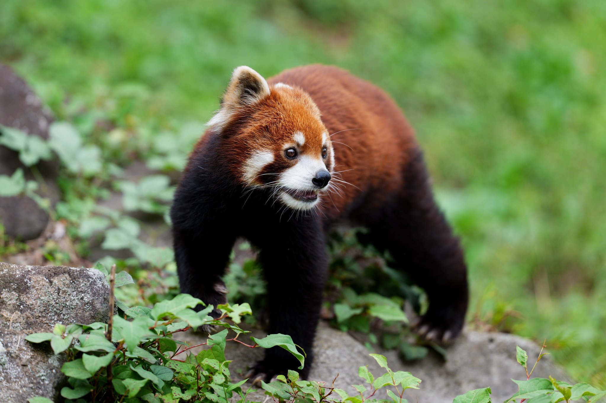【レッサーパンダ】【2点まとめ】 千葉市動物公園【公式】 on X: 