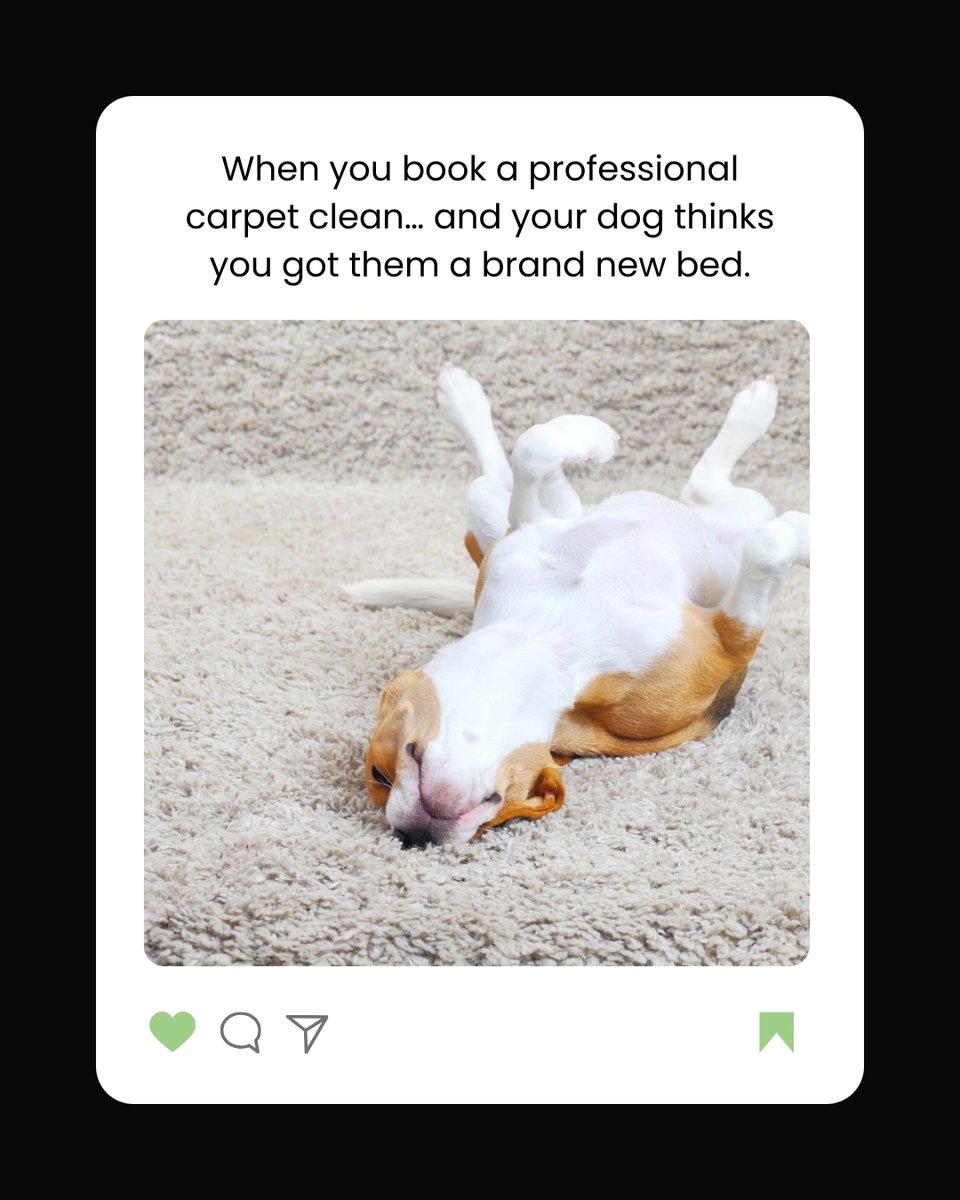 _CleanForMe_'s tweet image. Pets bring us so much joy, but they also bring hair, muddy pawprints, and the occasional “oops” moment.
⁠
📞 Contact us at 01932231555 to book a pet-friendly clean.⁠
⁠
#petfriendlycleaning #carpetcleaningsurrey #reliablecleaners #esher #waltononthames #weybridge #kingston
