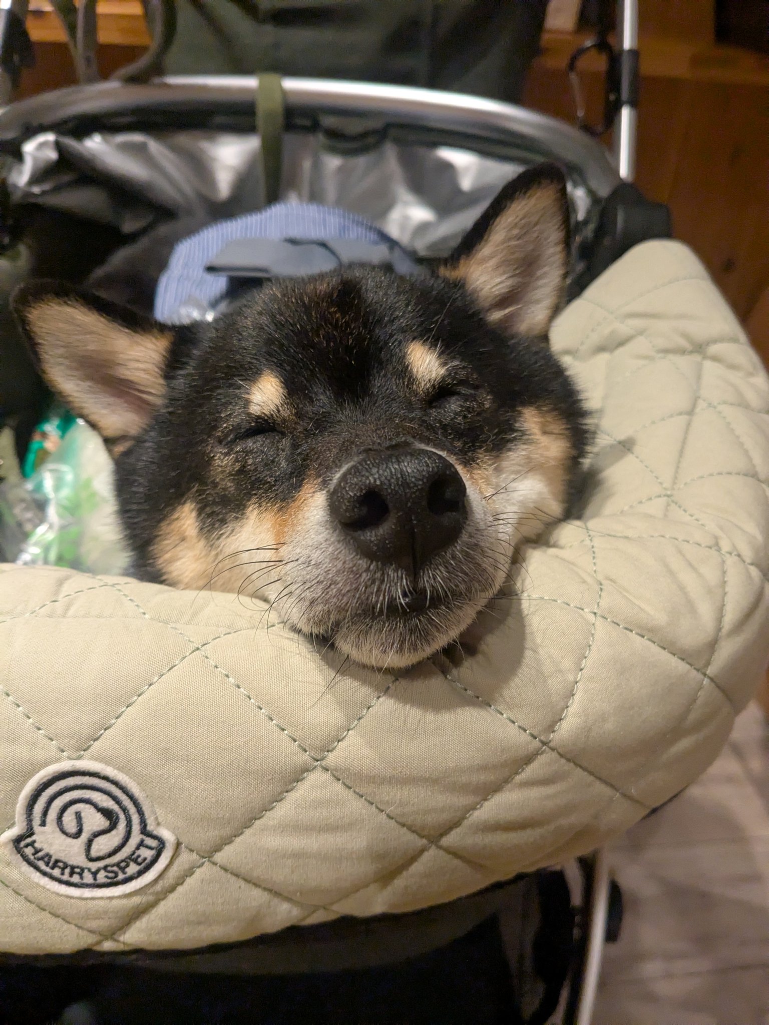 moa.☞断捨離中 第一個說古本是裸鼴鼠的很有創意 Google看了照片還相信的更是