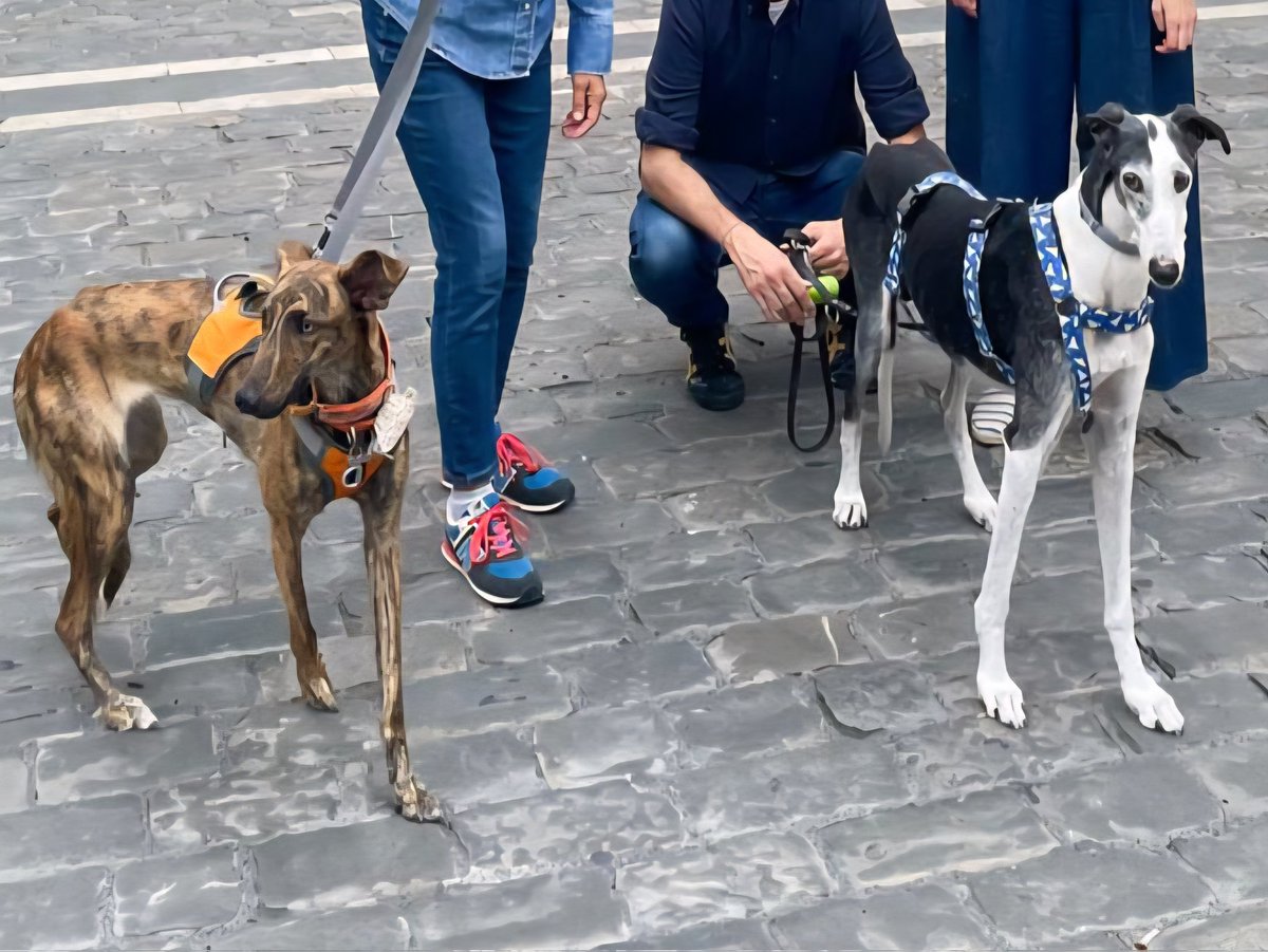 Cilla & Doris the Lurcher 🌈 🐕 tweet media