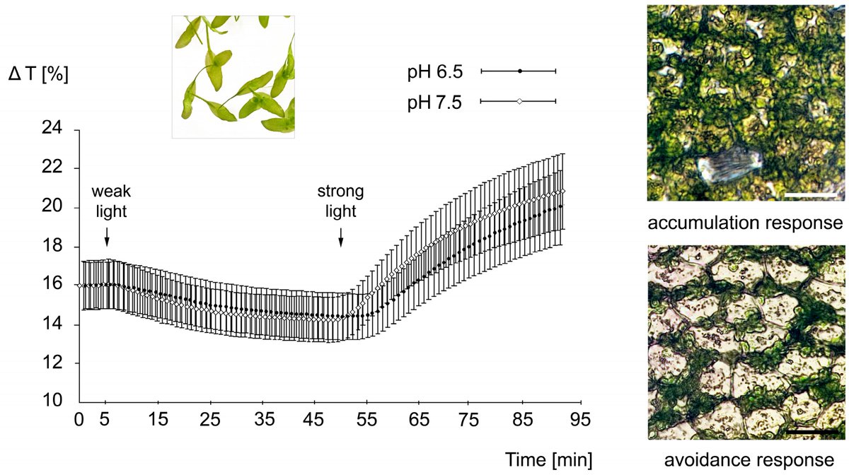 Plants_MDPI's tweet image. ☀️🌿 How do plants protect their #chloroplasts from too much light?

New research shows GLR NMDA channels are key players in Lemna trisulca, linking plant light responses to animal-like receptor behavior!

👉 Read more: brnw.ch/21wWnxU

#Photosynthesis #LightSignaling