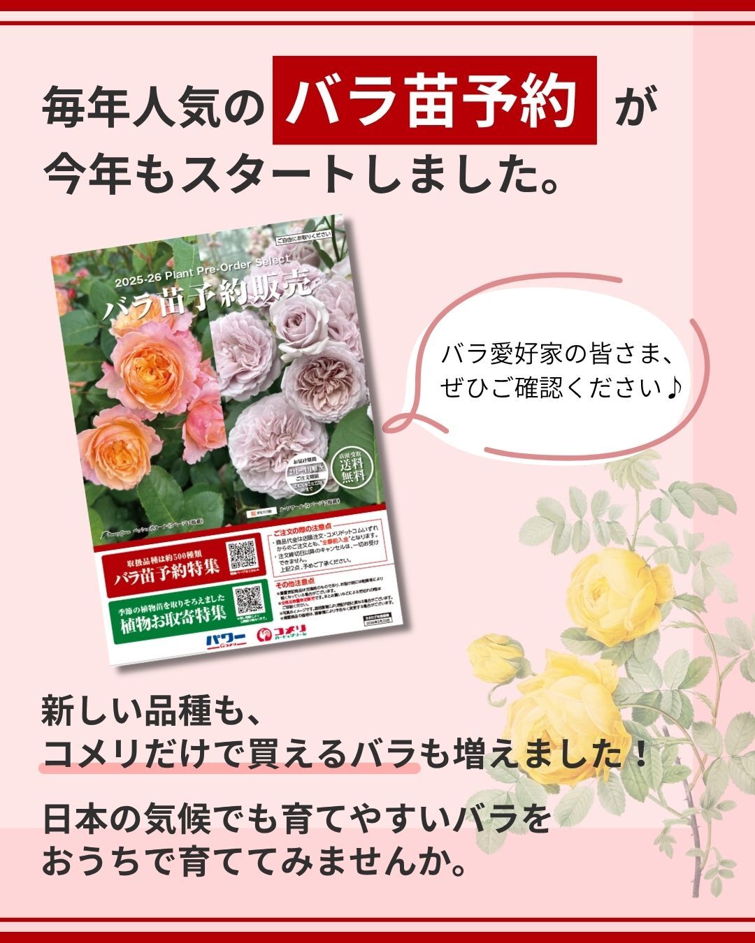 ❀ご購入前にコメントお願い致します❀　バラ　苗 ❀ご購入前にコメントお願い致します❀ バラ 苗 小さめ 輸入バラ