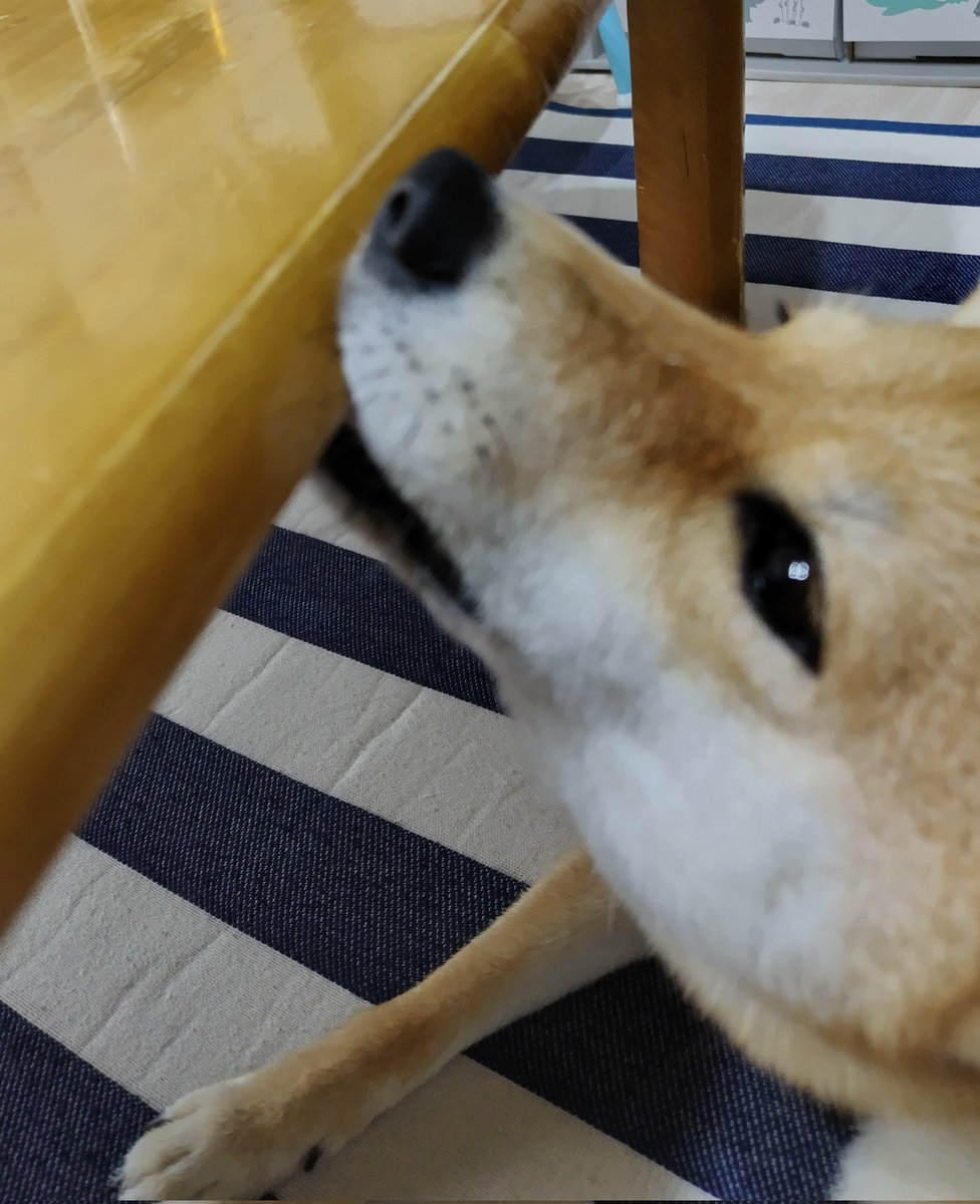 これって…美味しいのかな？