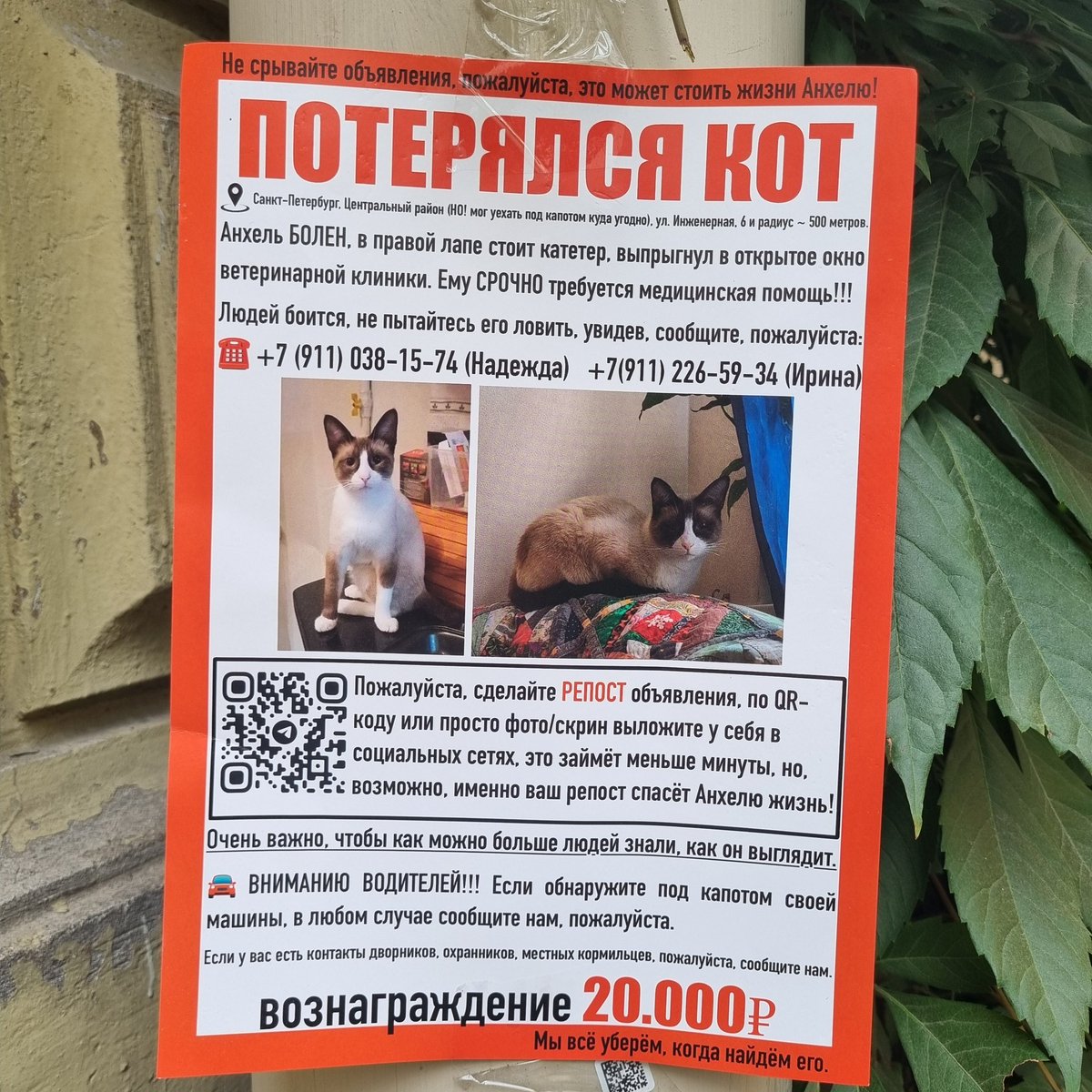 naxyitebia's tweet image. Вышла покурить на работе, увидела такое 🥺
@Moonhalf @vzrosly_content прошу сделать репост пожалуйста 
СПБ