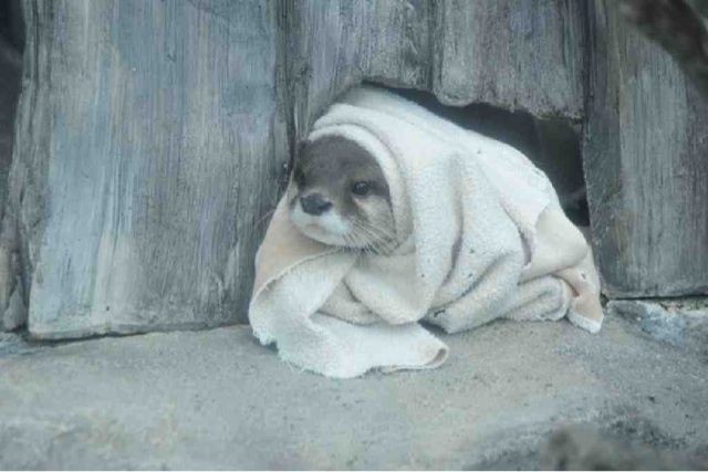 In Otter News.... tweet media