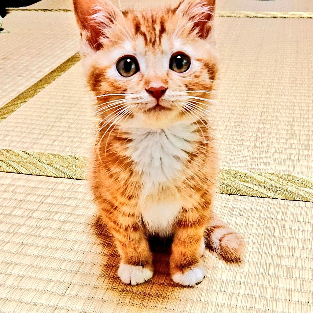 shizuyo55's tweet image. いつも助けてくれるエンジョイの婆香さんからもミルクボランティア助けてくれると最初に連絡ありました😹ただ婆香さんが猫ちゃんどれほど抱えているか想像がつき悩みました😹これ以上負担を掛けたらと思うと頼めませんでした。お気持ち感謝しかありません🙏日本一立派な猫ちゃん保護活動家と思っていま…