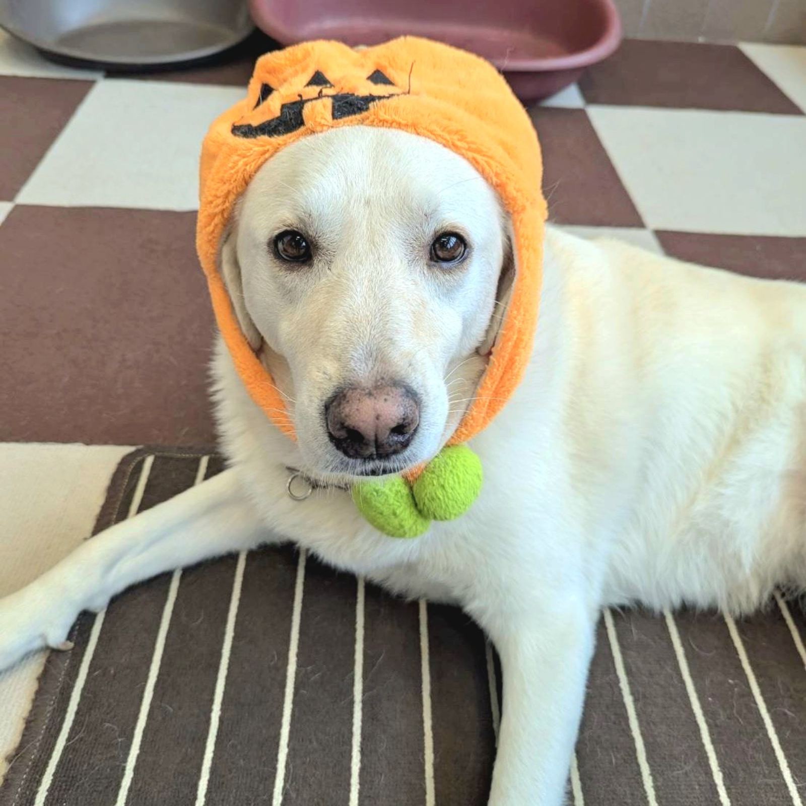 Lily犬服 Halloweenオーダー受付ページ Lily犬服 Halloweenオーダー受付ページ
