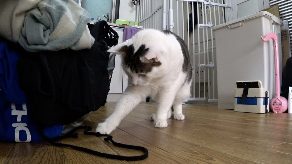 minnano_zoo_ntv tweet picture