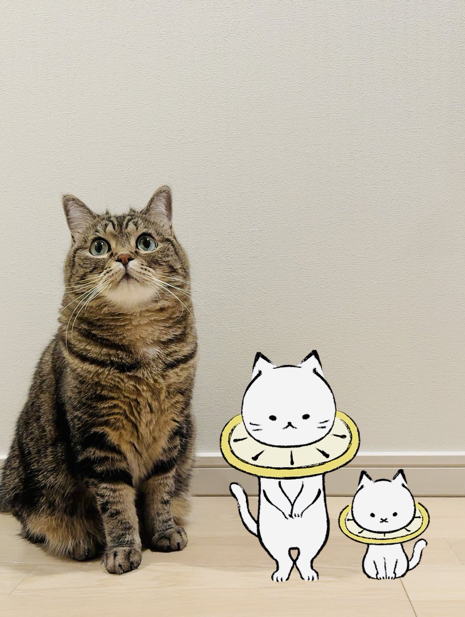 nekotosunderu's tweet image. おかえりれもねこちゃん🍋🐈
#れもねことお出かけ
#上白石萌音
#lemonedo