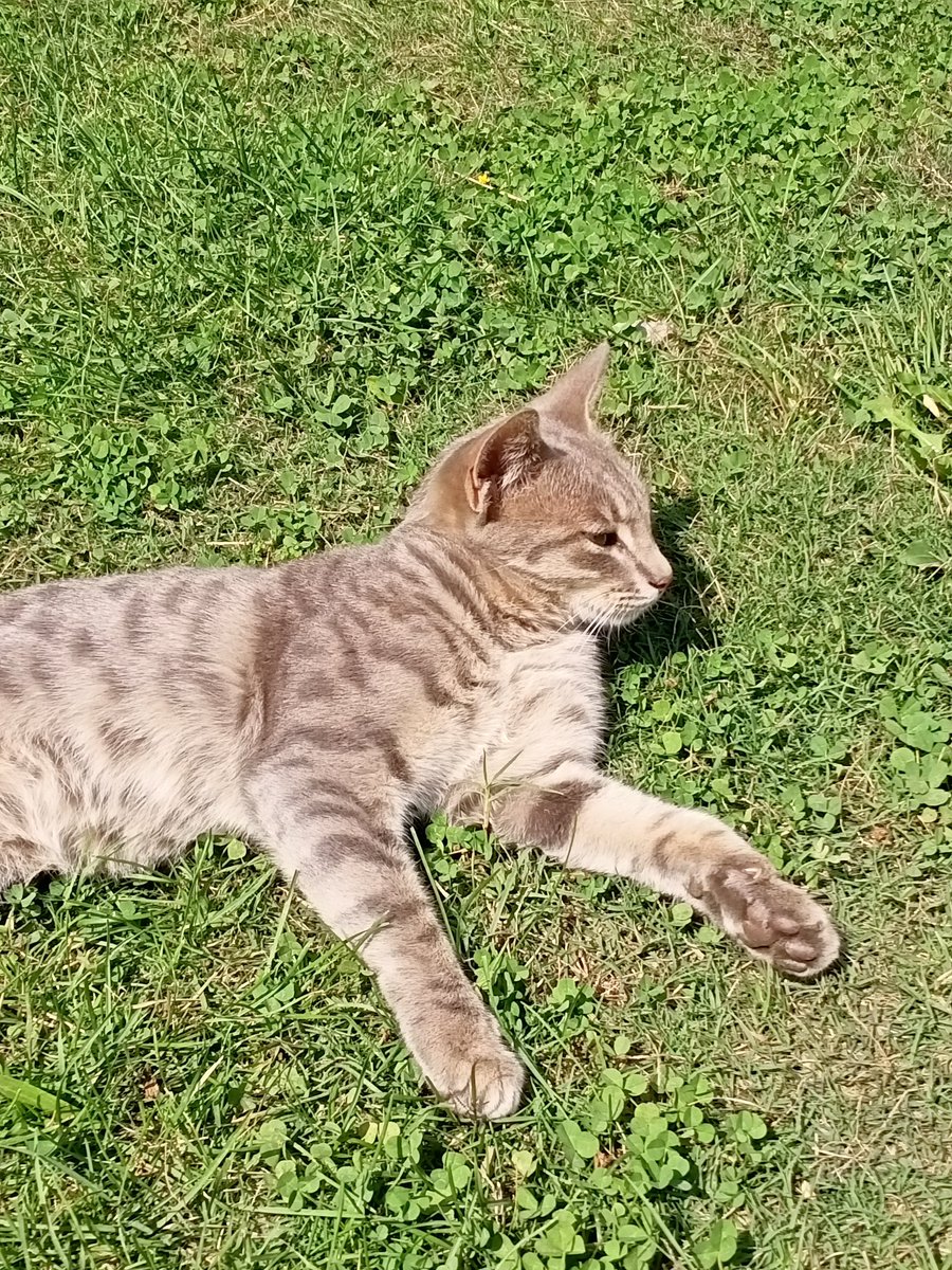 ShahidBashir56's tweet image. Bella🐱 too wandering here &amp;amp; there just to find the few moments of peace🙆