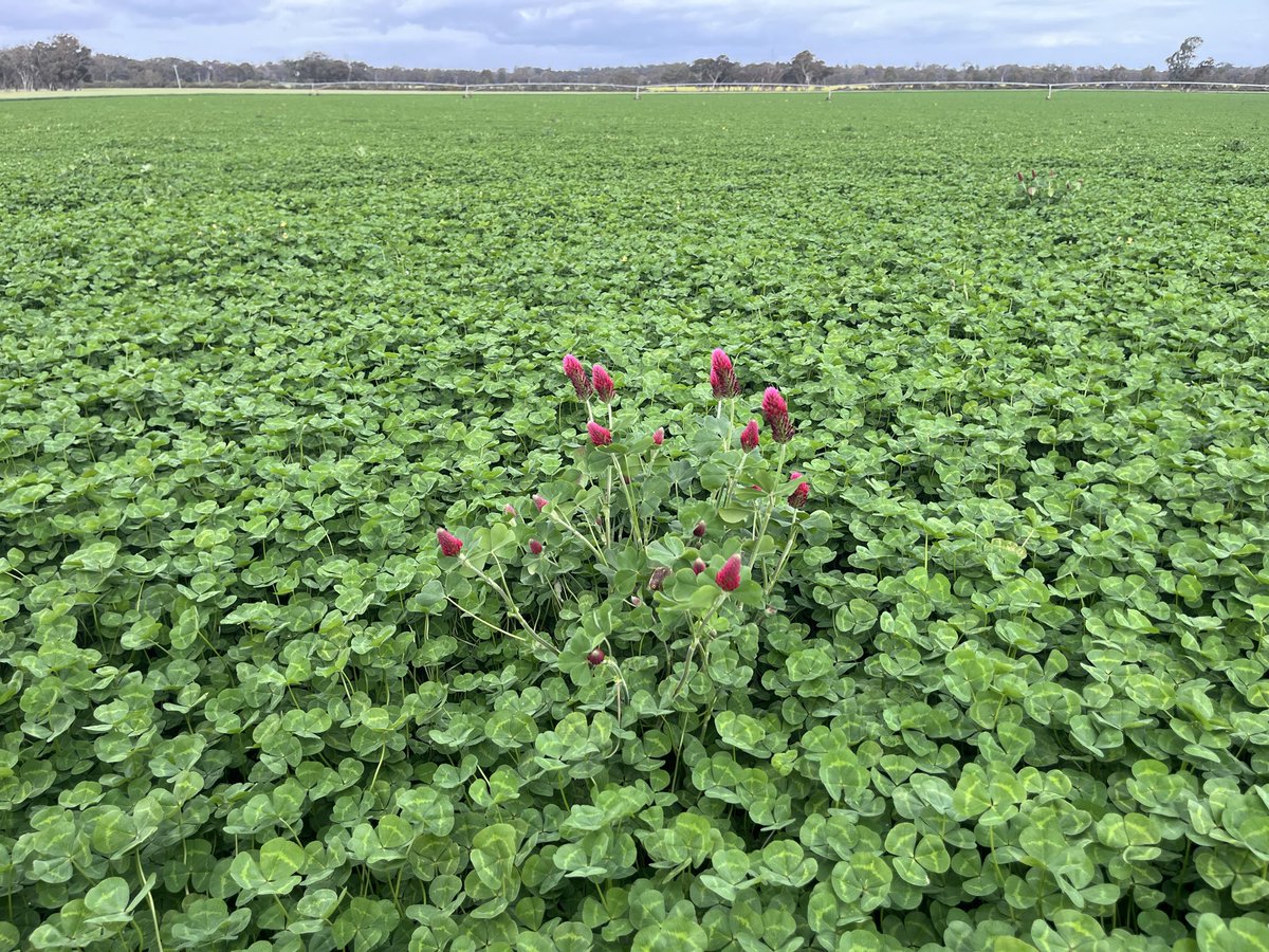 Rielly Black tweet media