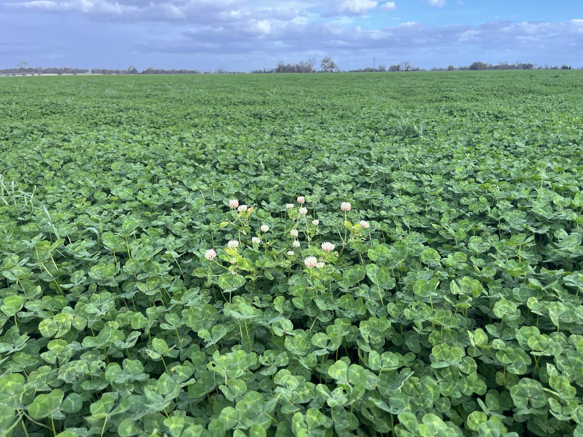 Rielly Black tweet media