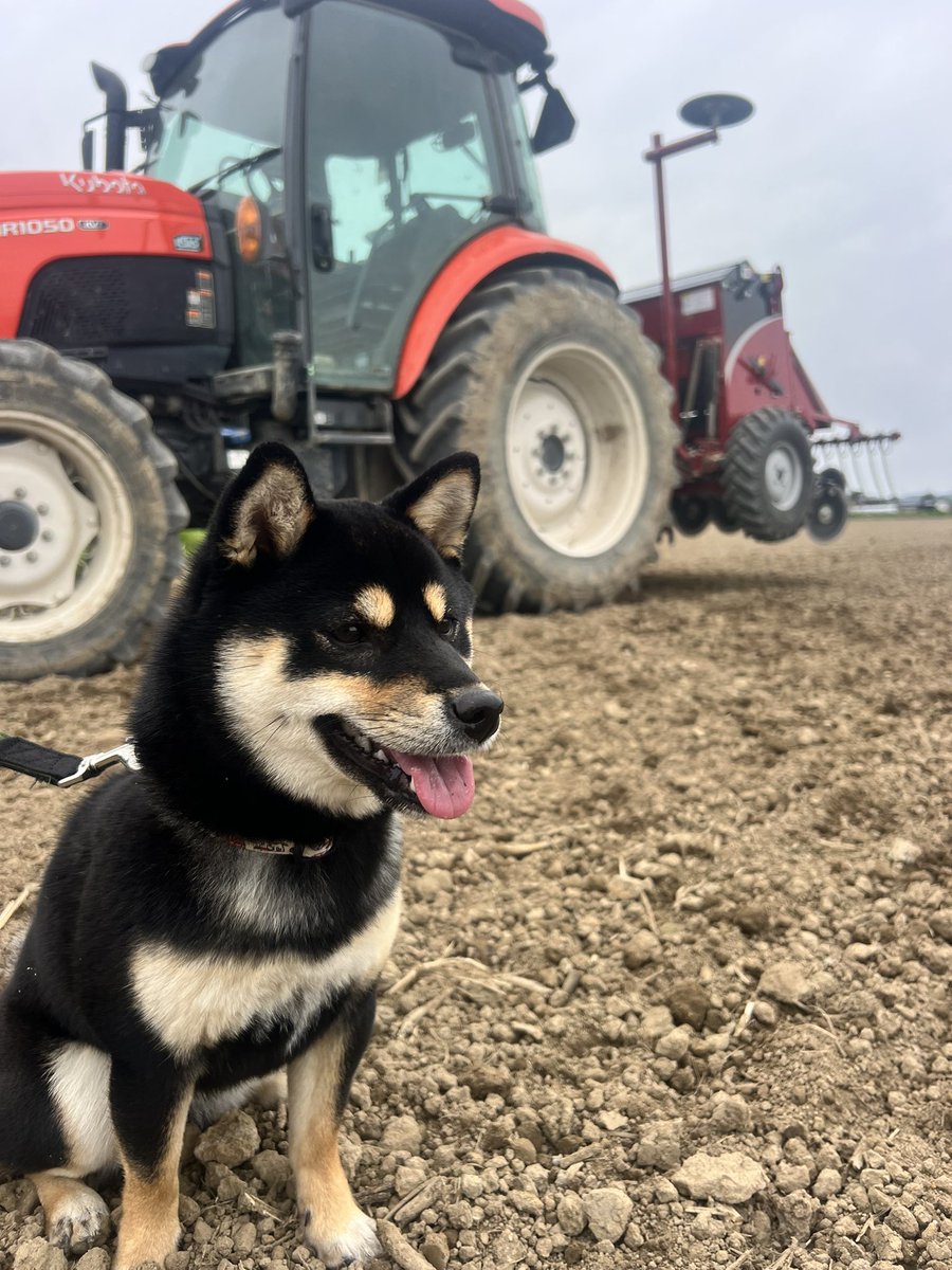 outfarmer's tweet photo. 【米農家目線の予想】
高値で買付している集荷業者が販売に苦戦してきているため、市場のお米の値段は今の価格からしばらくは値上げはなさそう。逆に値下げ傾向となる予想(新米に関して)
備蓄米等の安価なお米がなくなってからどうなるのか。
近々税込送料込で5㎏4000円切るお米販売します🌾お待ちを https://t.co/PKHX2ah4Me