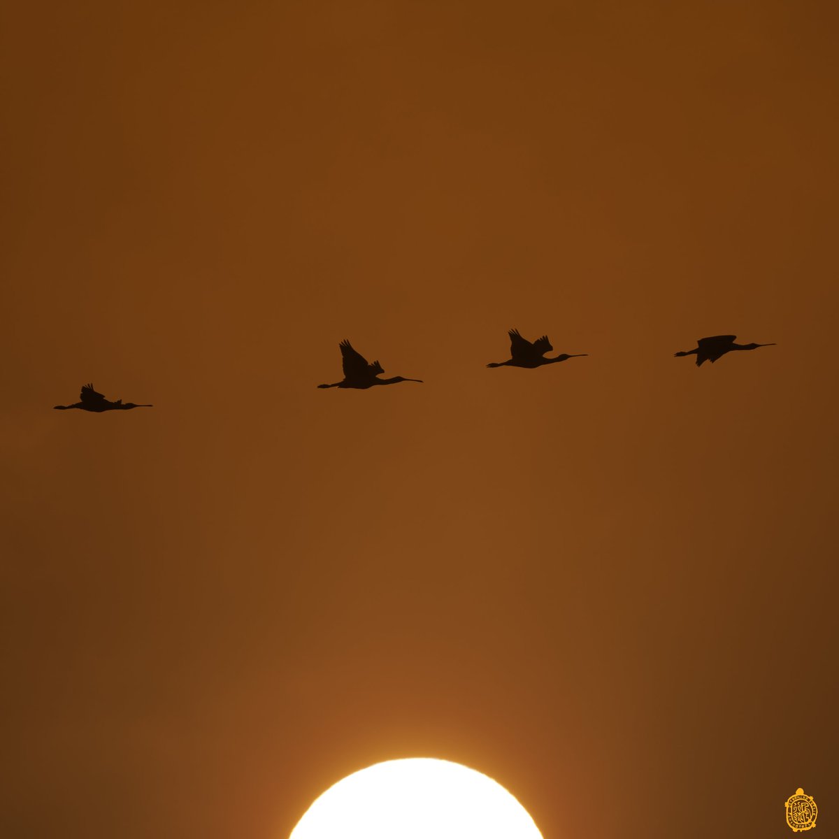 Blakrobe's tweet photo. @indian_pitta Sunset https://t.co/7vgQ1MnMWU