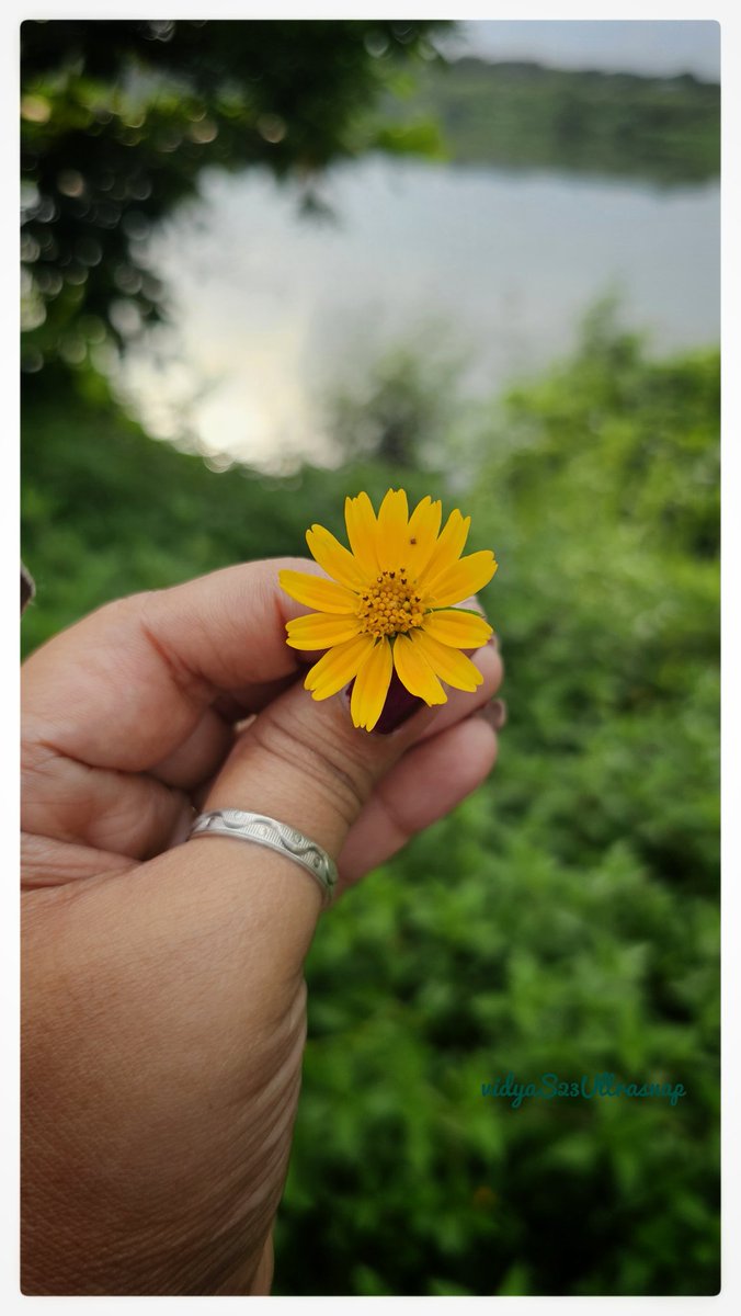 vidya2811's tweet image. Show me something you love photographing
#Macro #flowerphotography
#bokeh
#theme_pic_India_macro
#theme_pic_India_flowers
#theme_pic_India_bokeh
#vidyaS23Ultrasnap
