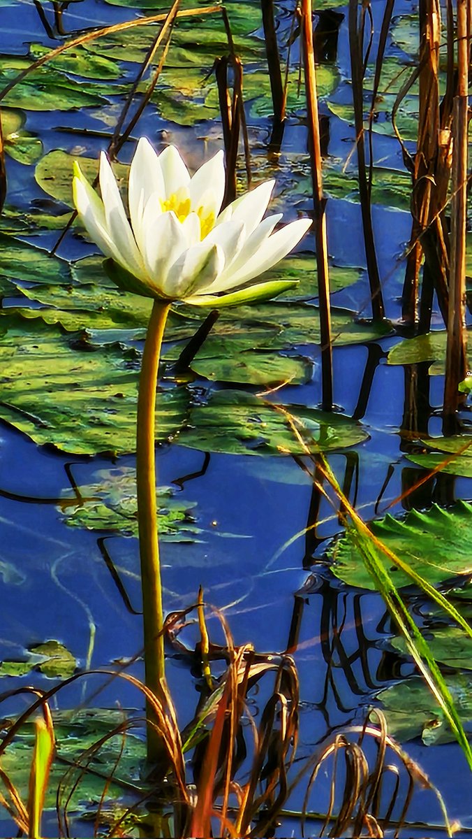 vidya2811's tweet image. Show me something you love photographing
#Macro #flowerphotography
#bokeh
#theme_pic_India_macro
#theme_pic_India_flowers
#theme_pic_India_bokeh
#vidyaS23Ultrasnap
