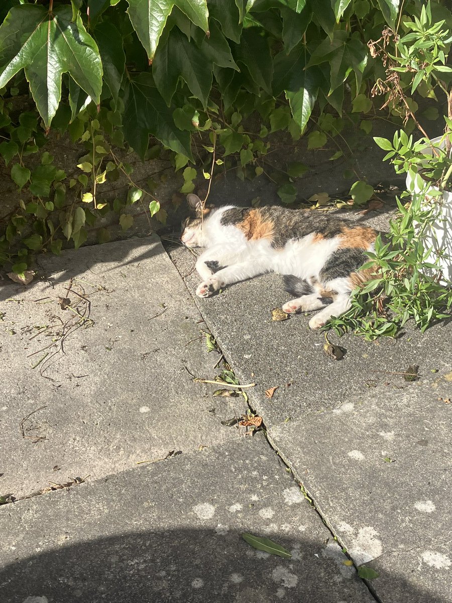 Hej alle!
Jeg slikker solskin og hygger mig!😻
