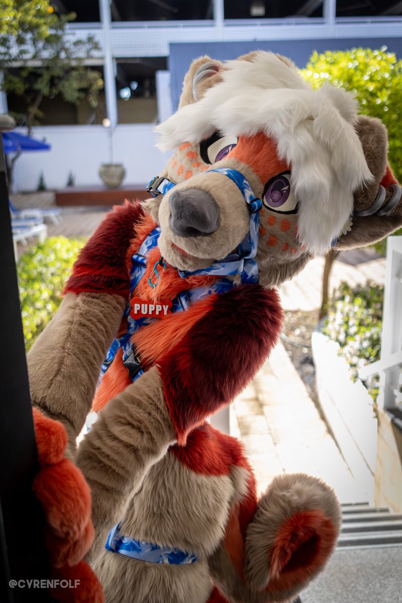 Thank you for holding the door brooklyn that’s very sweet of you!!

Brooklyn: <a href="/BrooklynCollie/">🪴🍄Brooklyn🍄🪴</a> 
📸: <a href="/cyrenfolf/">Cyren</a>