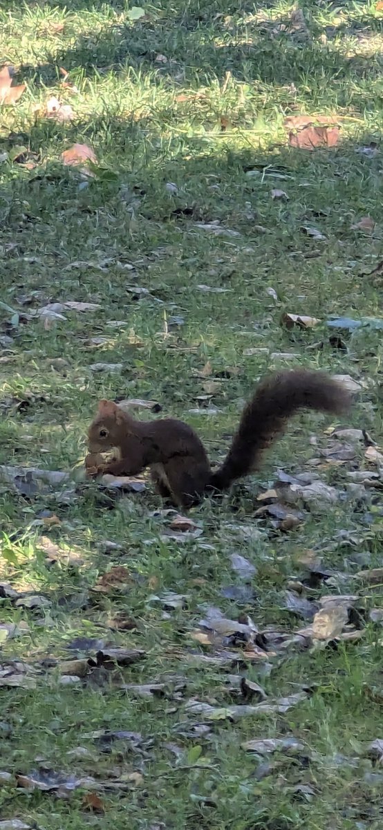 Jose15Josemari's tweet photo. Las #ardillas recogiendo nueces en Los Llanos👌🏾 https://t.co/1rA5nNzSbZ