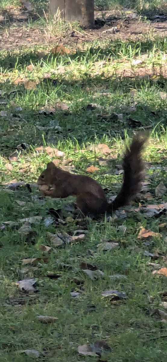 Jose15Josemari's tweet photo. Las #ardillas recogiendo nueces en Los Llanos👌🏾 https://t.co/1rA5nNzSbZ