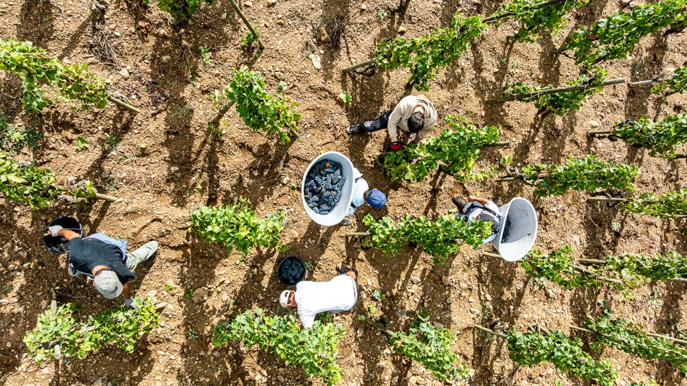 Côte-Rôtie La Turque, un travail physique pour nos vendangeurs mais toujours dans la bonne humeur ! A physical work for our harvest team but always in good spirits!! #CoteRotie #guigal #lalas #RhoneValleyWines #Vendanges2025 #TeamWork #WineLovers
📷 Stéphane Chalaye Photographie