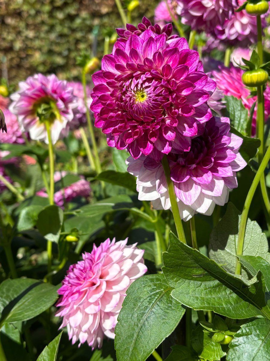 edmondslyn's tweet photo. Flowerheads of the Dahlia, 'Hillcrest Jonathan' in shades of white, pink and magenta, seen in the Dahlia Garden at Anglesey Abbey, Cambridgeshire
#Dahlia #ColorADay #ColourADay #PinkMon #PinkMonday #MagentaMon #MagentaMonday #BloomScrolling #FlowersOfX https://t.co/C1HOX2FRJE