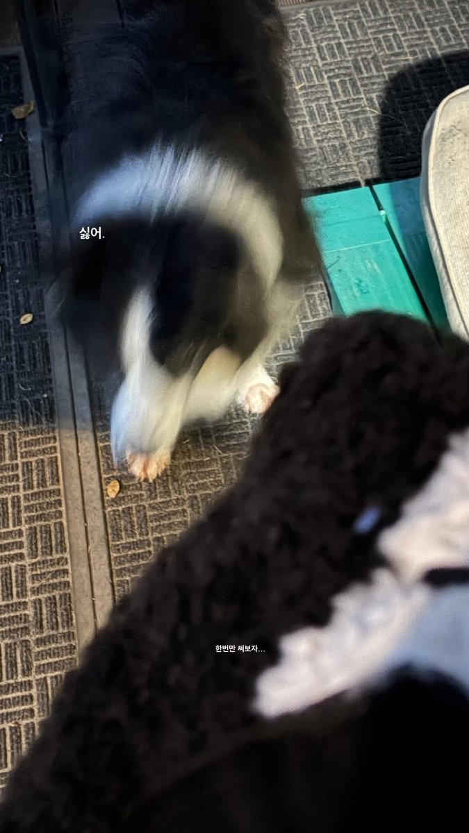 🐱 한 번만 써보자...
🐕 싫어.

#아이엠