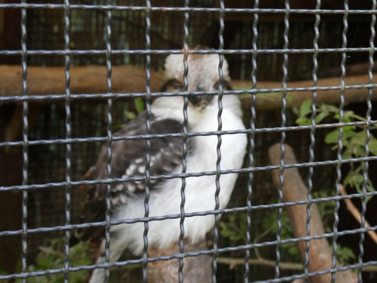 sVCMeMBDcO8757's tweet image. ワライカワセミ美しかったなあ

 #こども動物自然公園
 #ワライカワセミ